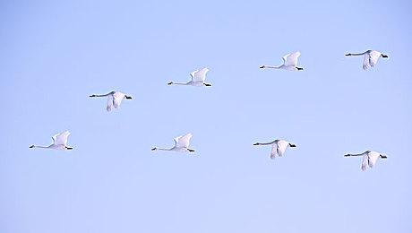 《碧蓝航线》联动《莱莎的炼金工房》活动上线 新PV预告公布